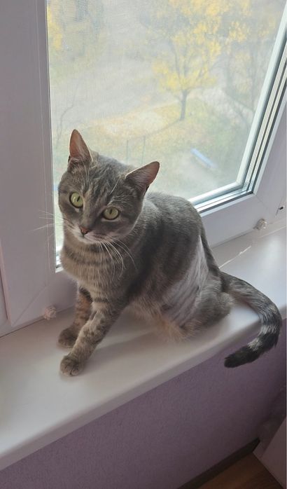 Мурочка шукає домівку