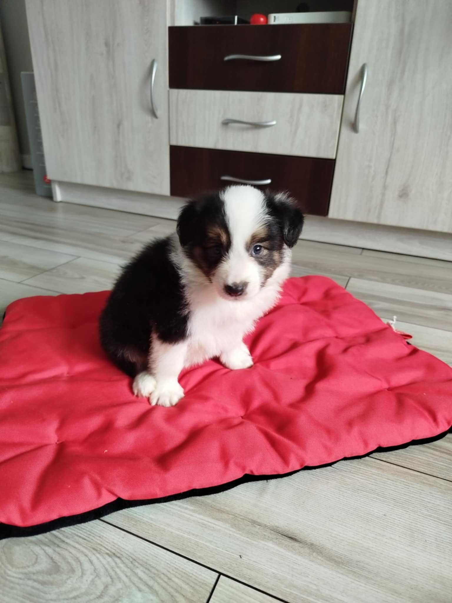 Border collie sunia