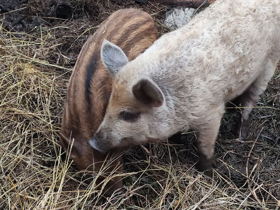 Кнур Венгерської Мангалиця