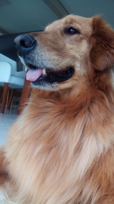 Cuidadora de pets – passeios, hospedagem e cuidados carinhosos