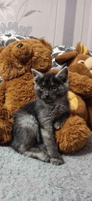 Кошенятко-хлопчик, 2-2,5 місяці