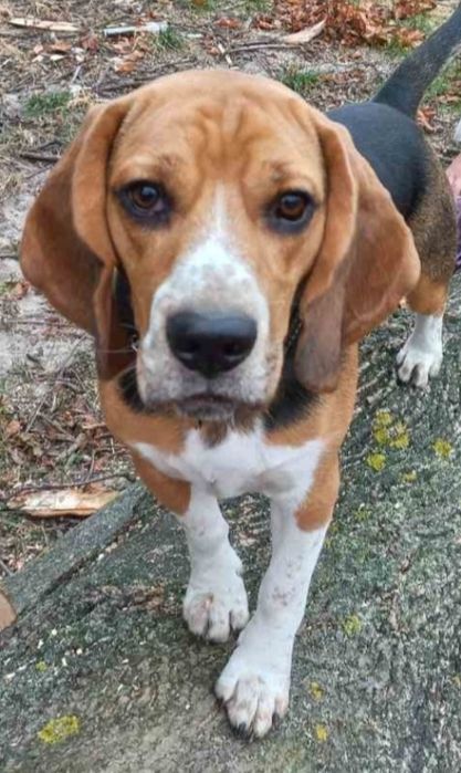 Вязка  бігль  чистокровний з документами кобель  2,5 роки