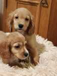 Cocker Spaniel Piękne Szczeniaczki