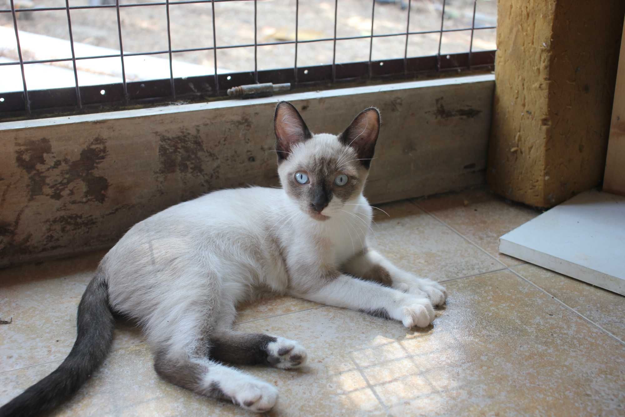 MACHO | Gatinho de olhos azuis e com a 1.a vacina para adoção