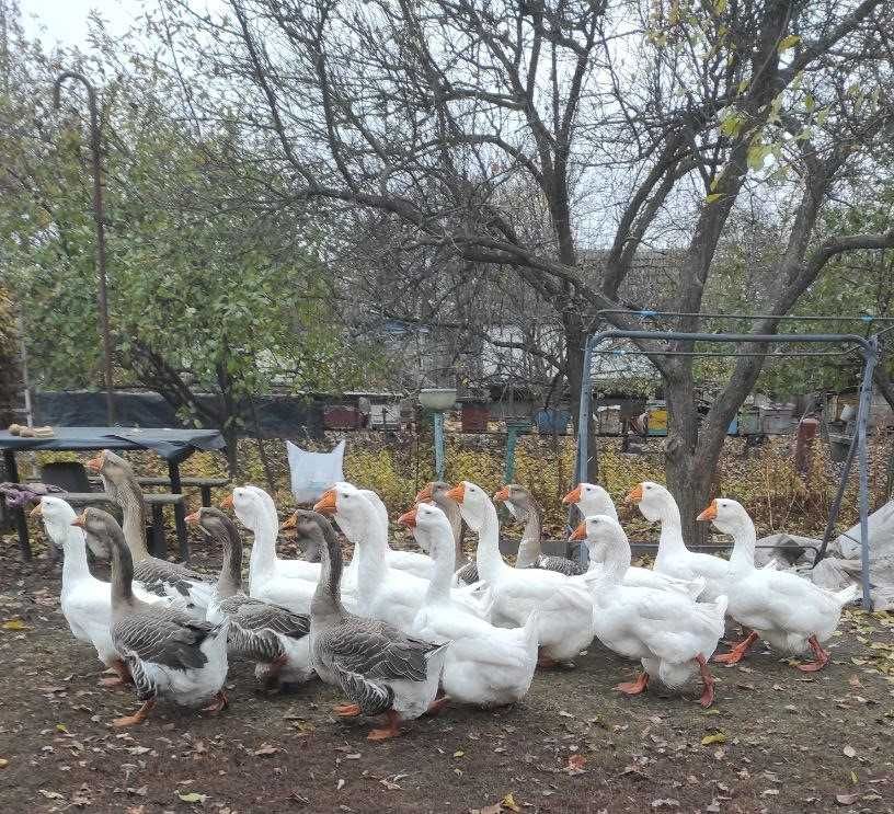 Продам гусей холмогорської породи.