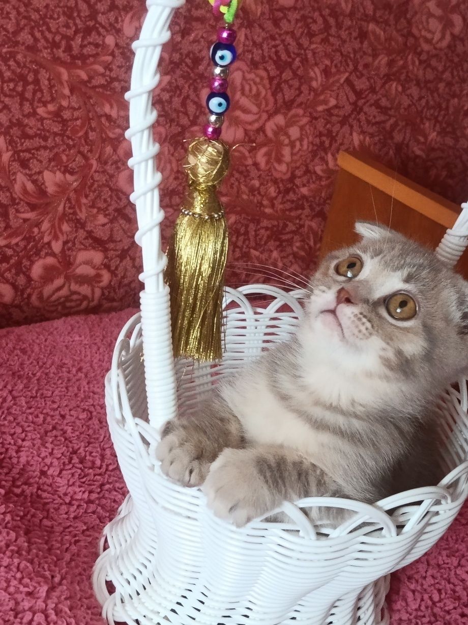 Потішний хлопчик вільний