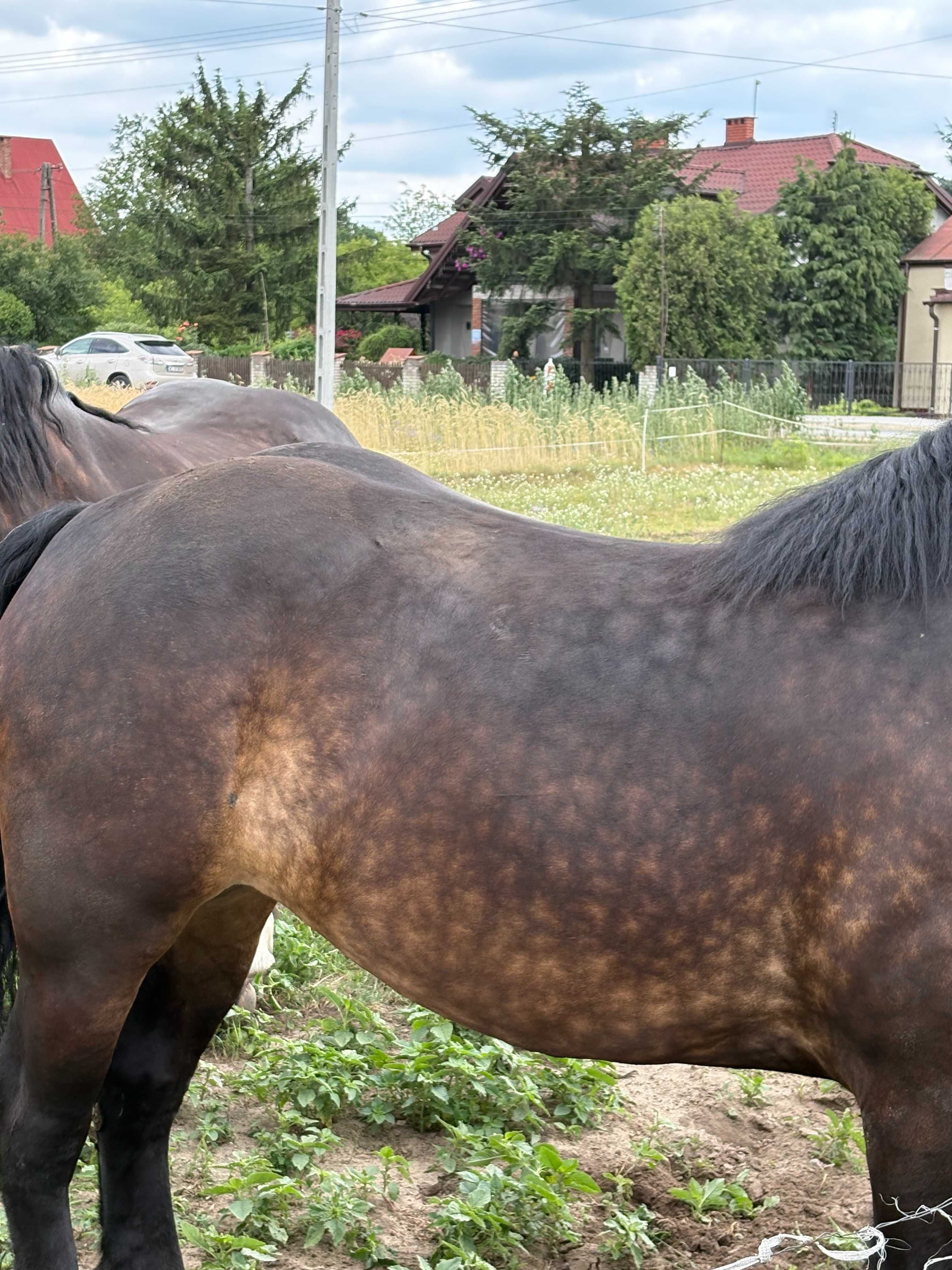 Sprzedam klacz zimnokrwistą