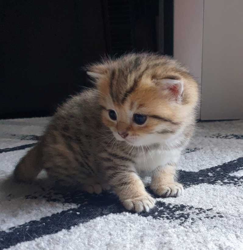 Gatinho scottish straight