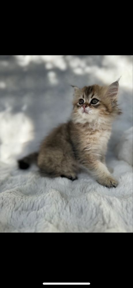 Кошеня золота шиншила