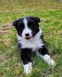 Чистокровні  соболіно-білі КСУ Border Collie