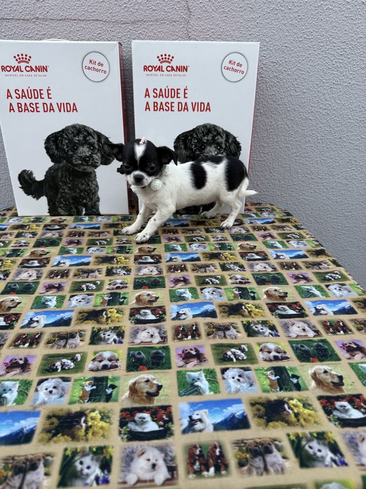 Lindissima Menina chihuahua  pêlo lcurto,