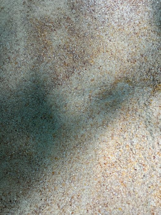 Ccm kukurydza mielona