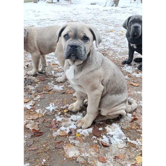 Piękny szczeniak pies Cane Corso płowy