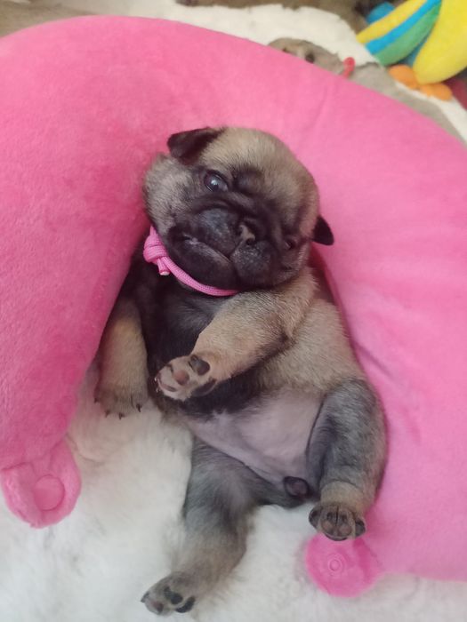 Szczenię suczka Mops FCI ZkwP
