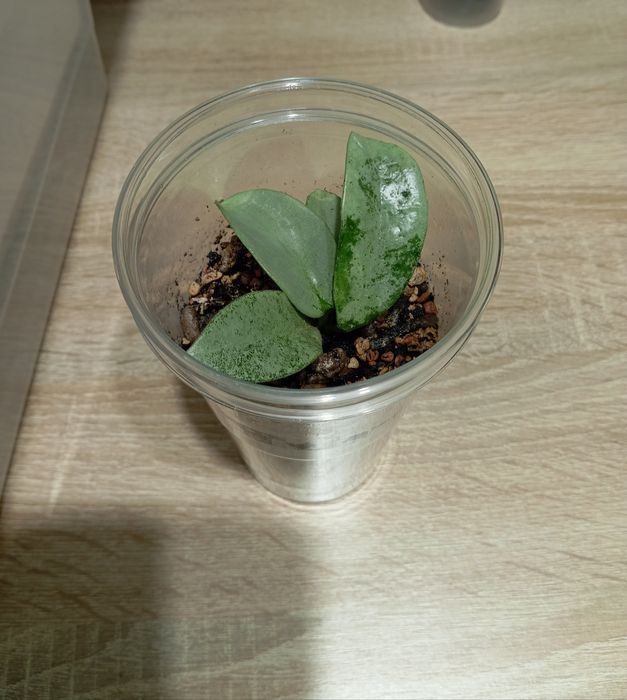 Hoya hoja Hoya carnosa Nova Ghost, ukorzeniona i rosnąca