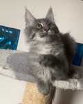 Maine Coon - Śliczny kocur po imp.