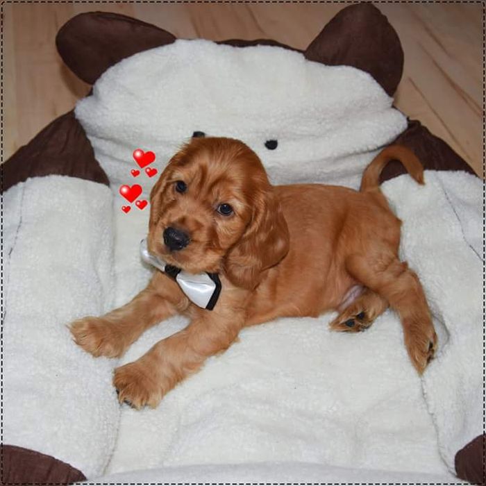 Piękny szczeniak  suczka Cocker Spaniel Angielski