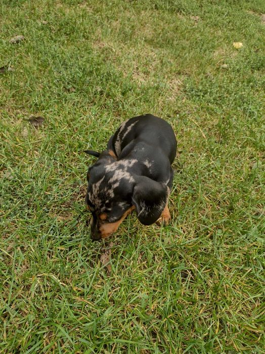 Jamnik miniatura choko merle Piesek aron ! Do odbioru