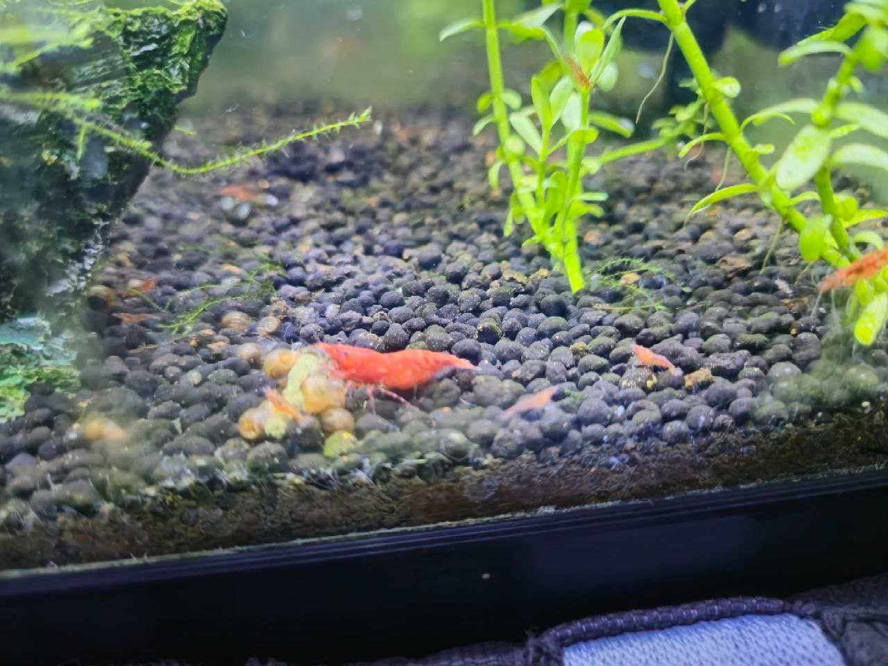Camarão Neocaridina Red Cherry