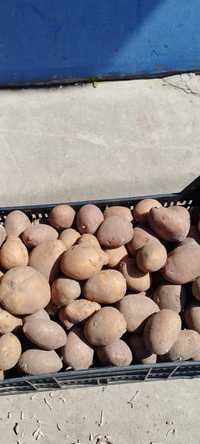 Продам картоплю їстівну