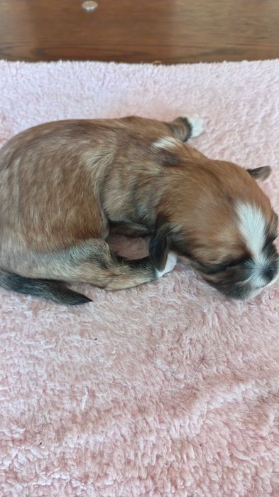 Hawańczyk piesek z rodowodem