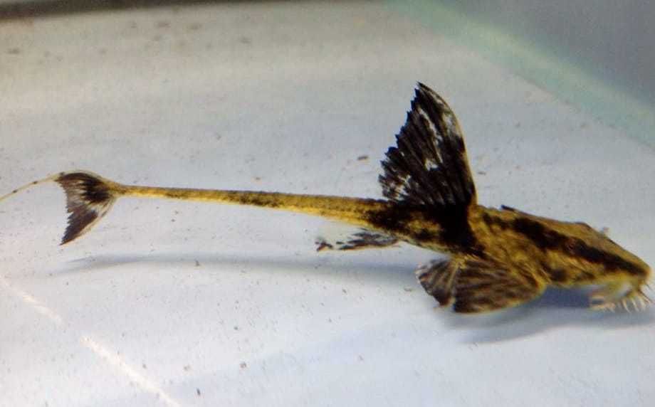 Rineloricaria sp Rio Atabapo