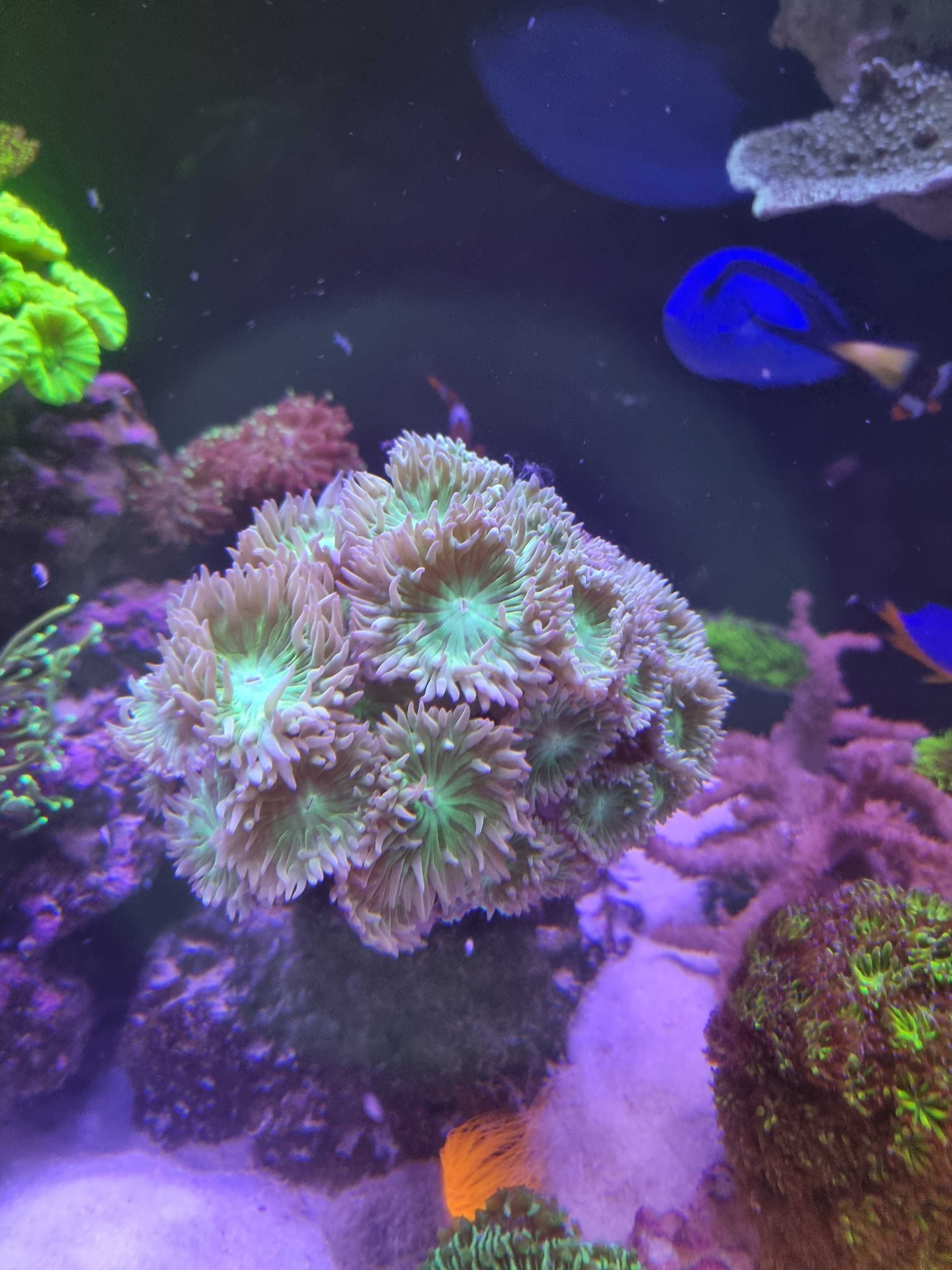 Koralowce LPS, SPS  i miękkie, ulwiały AKWARIUM MORSKIE