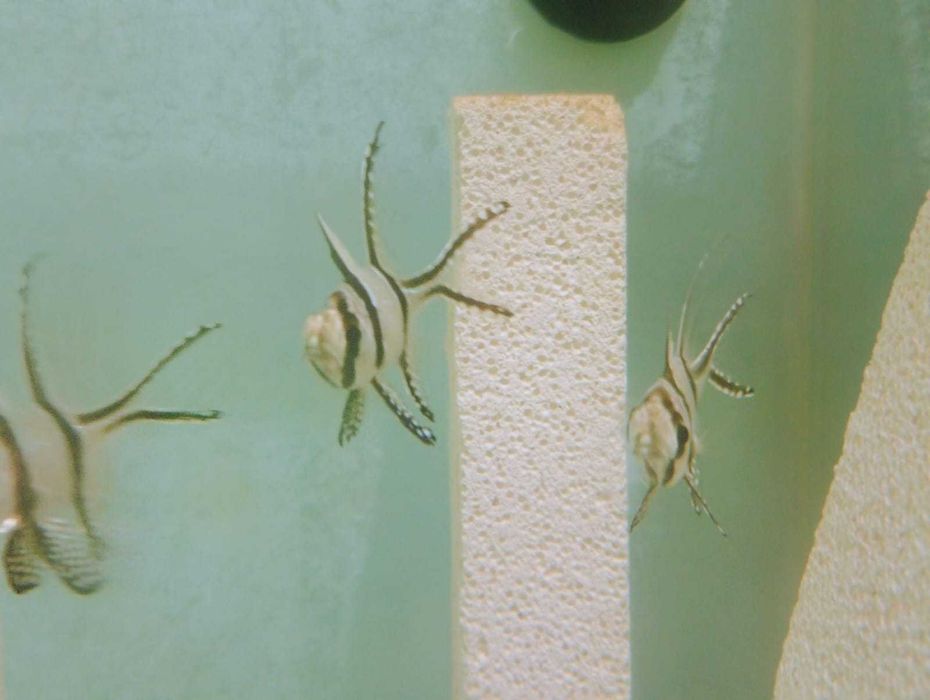 Cardinal Bangai saldaveis