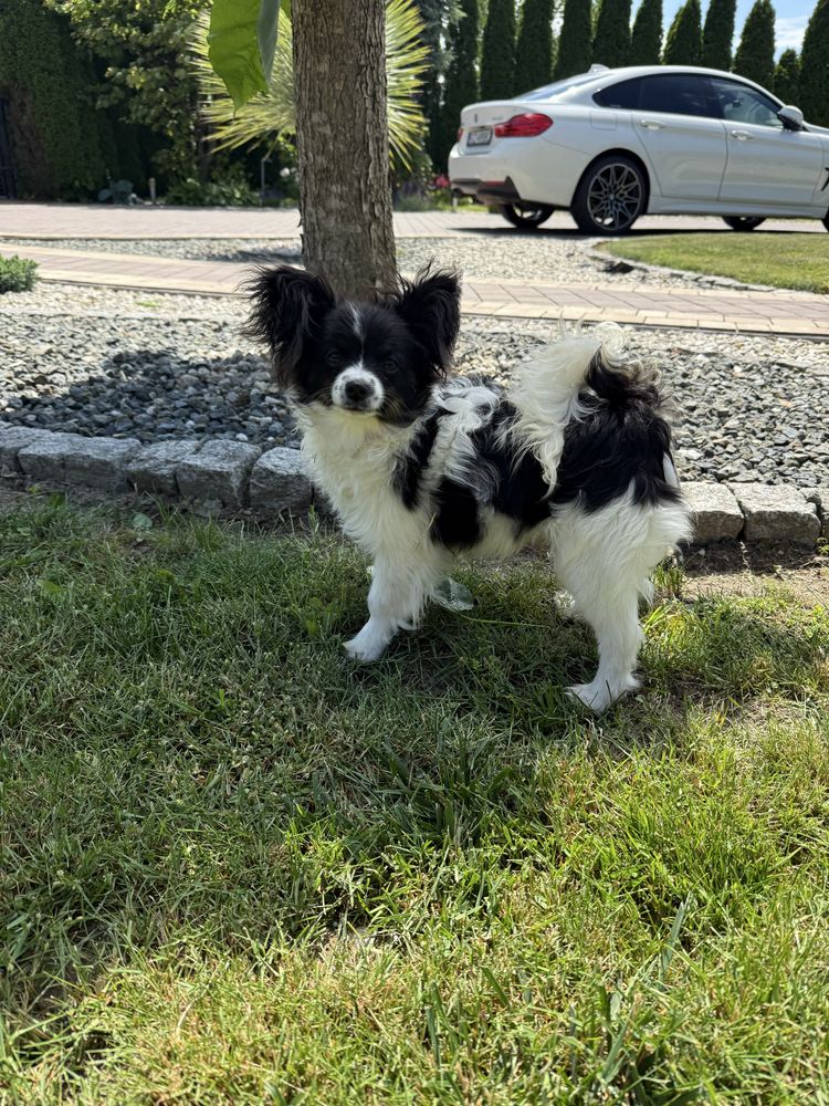 Papillon szczeniak piesek - spaniel kontynentalny miniaturowy