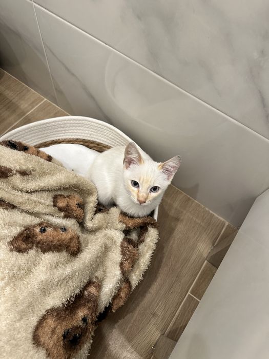 Gato bebe para adocao responsavel