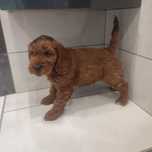 Cockapoo > Cocker & Pudel > hybryda /badania/gotowe do odbioru .