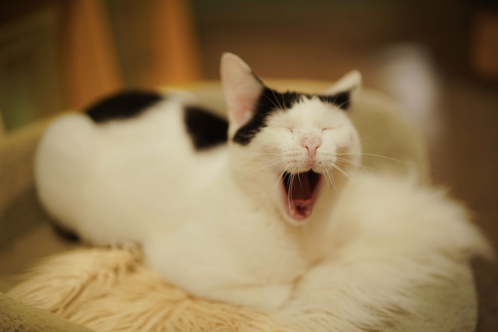 Cudowny Orzeszek do adopcji !