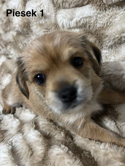 Prześliczne szczeniaki szukają kochajacego domu