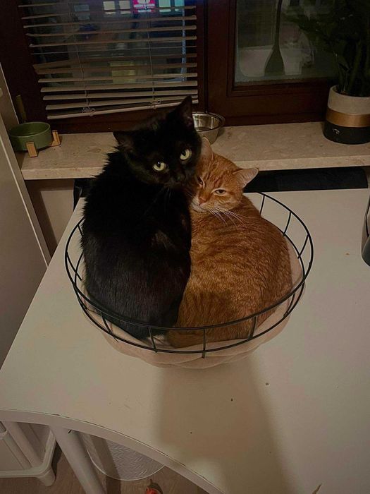 Dzidka szuka domu! Fundacja "Stawiamy na Łapy"