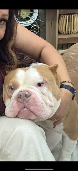 American bulli pocket