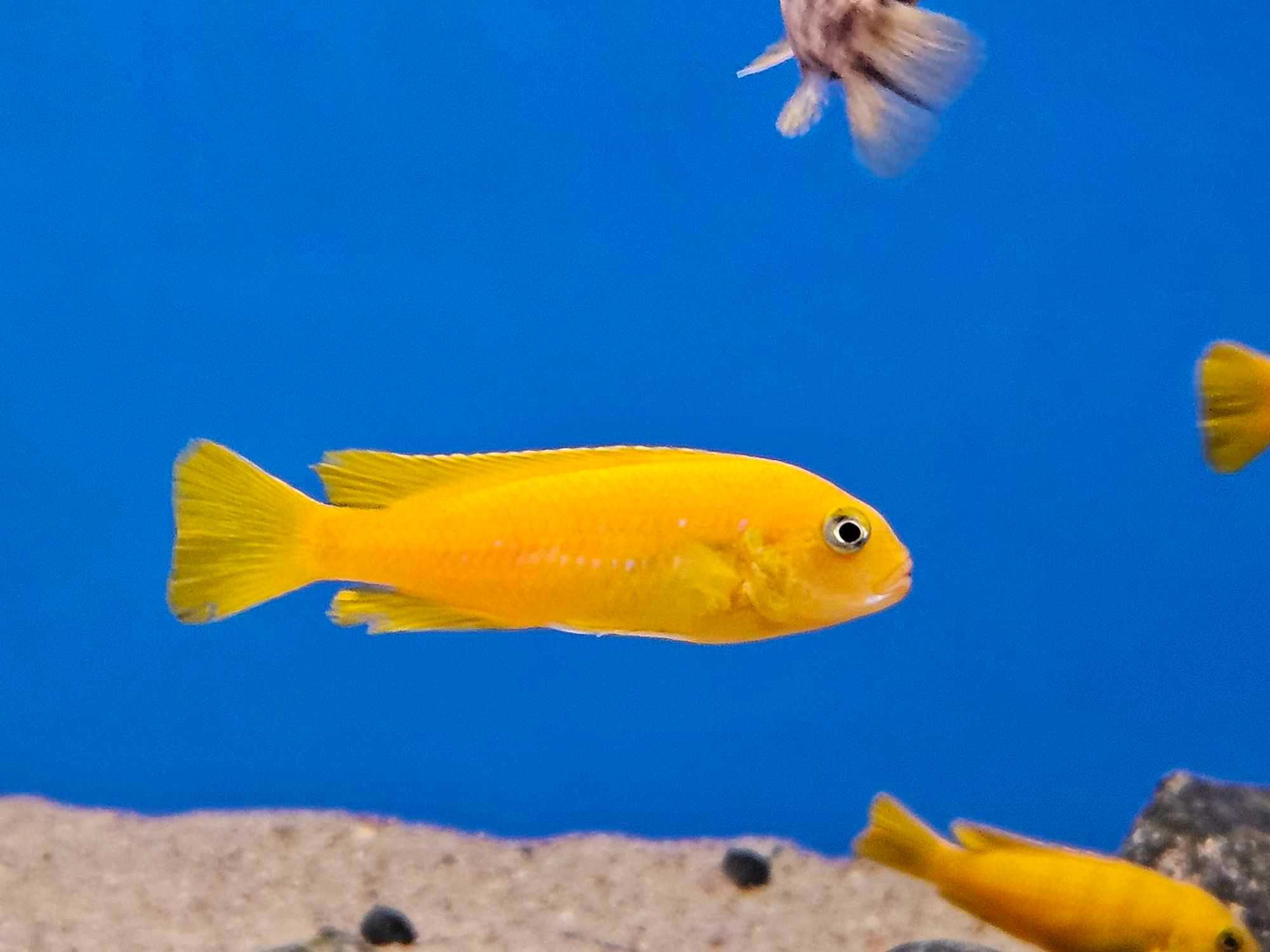 Chindongo Saulosi Taiwan Reef. Pyszczak z Malawi