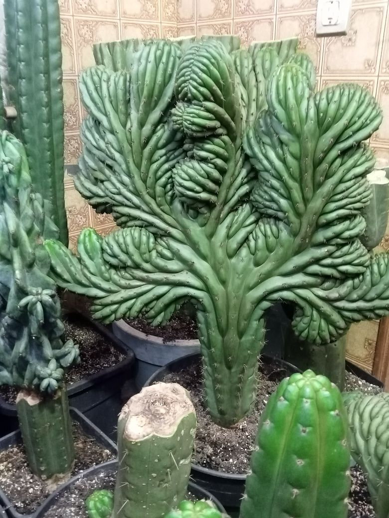 Trichocereus pachanoi crested