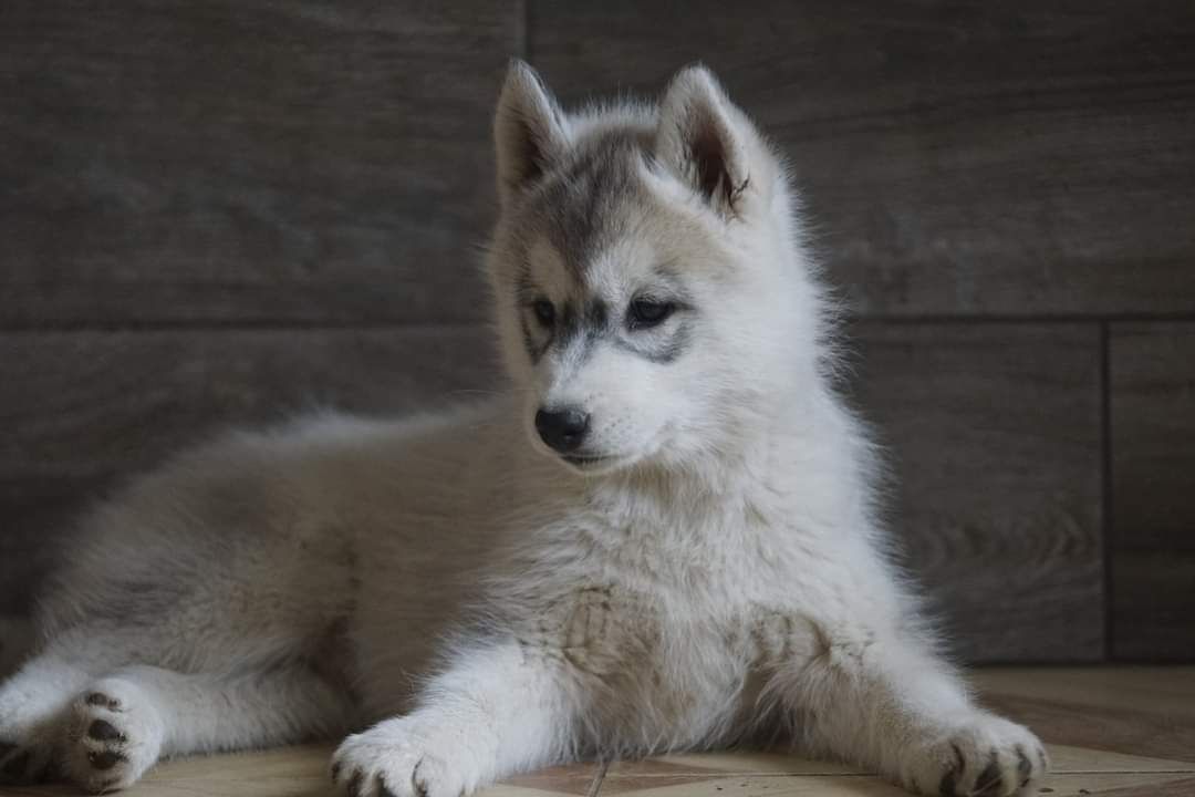 Suczka Siberian Husky FCI