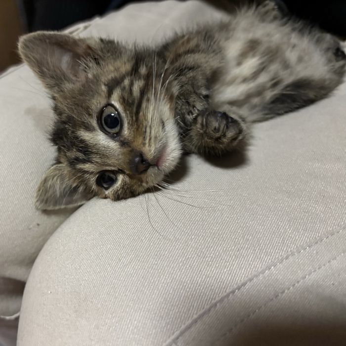 Kołobrzeg kotki do oddania