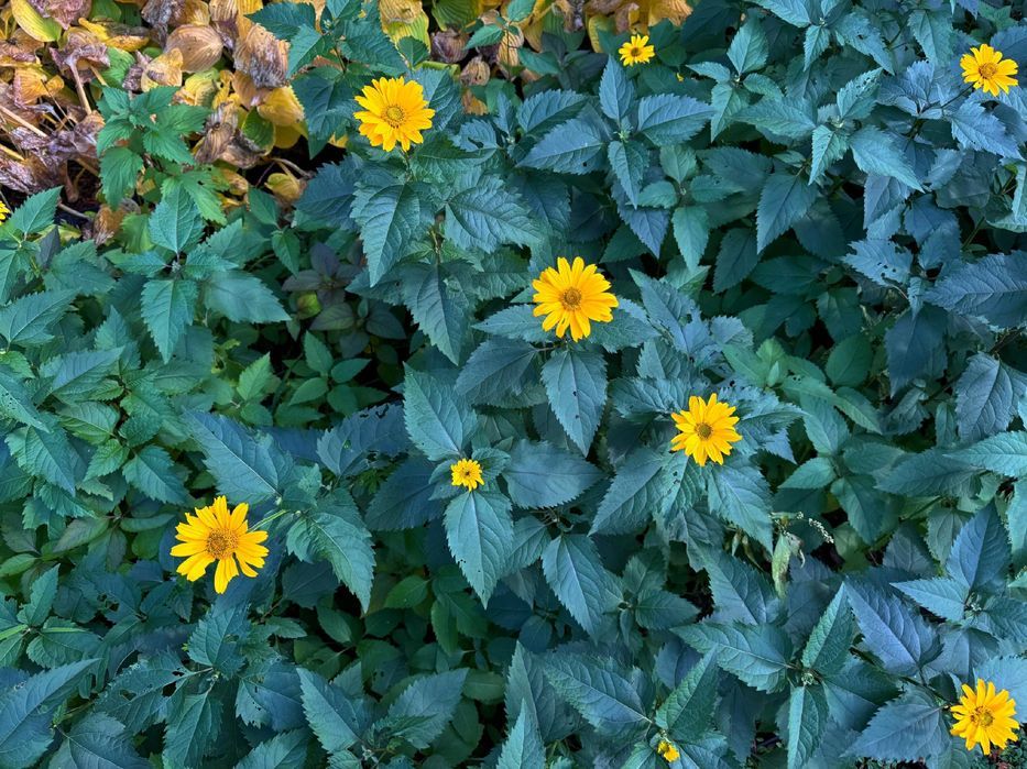 Słoneczniczek szorstki (Heliopsis helianthoides) Doniczka 2.0L