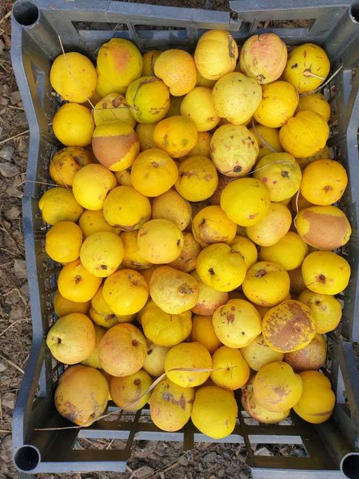 Pigwowiec owoce od rolnika nie pigwa 10 kg