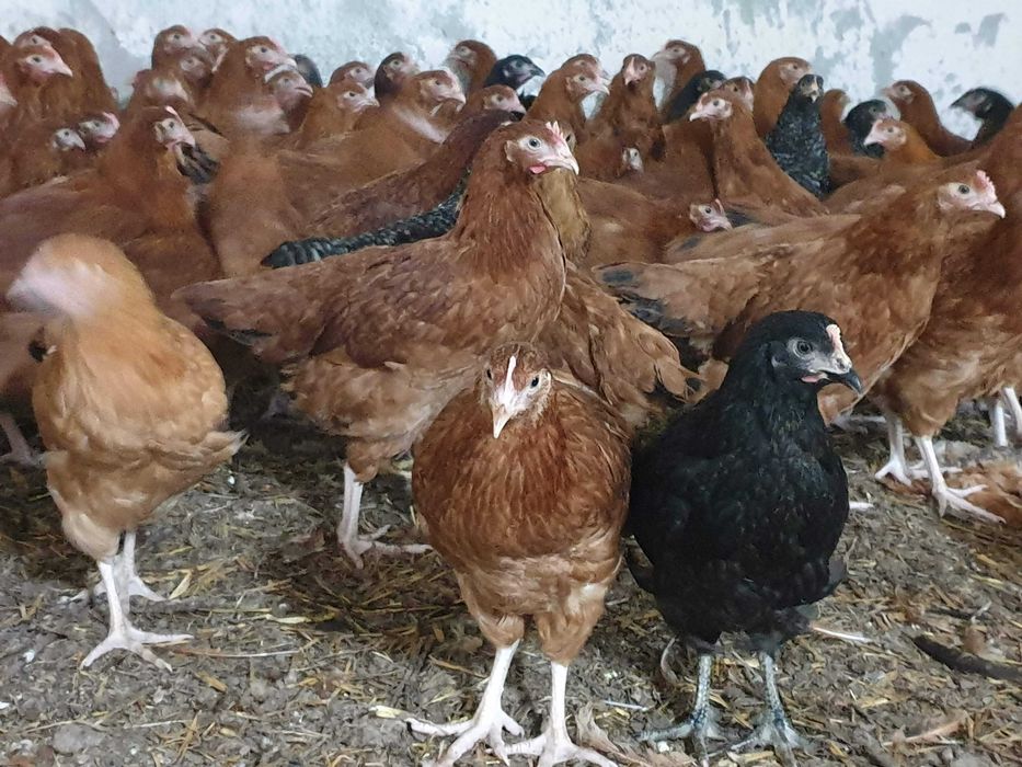 Kurki, kokoszki nioski ROSA