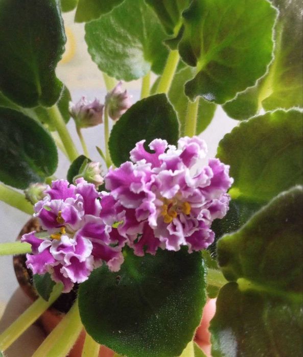 Квітучі фіалки дорослі