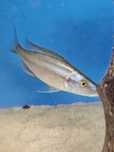 Pyszczaki Dimidiochromis compressiceps