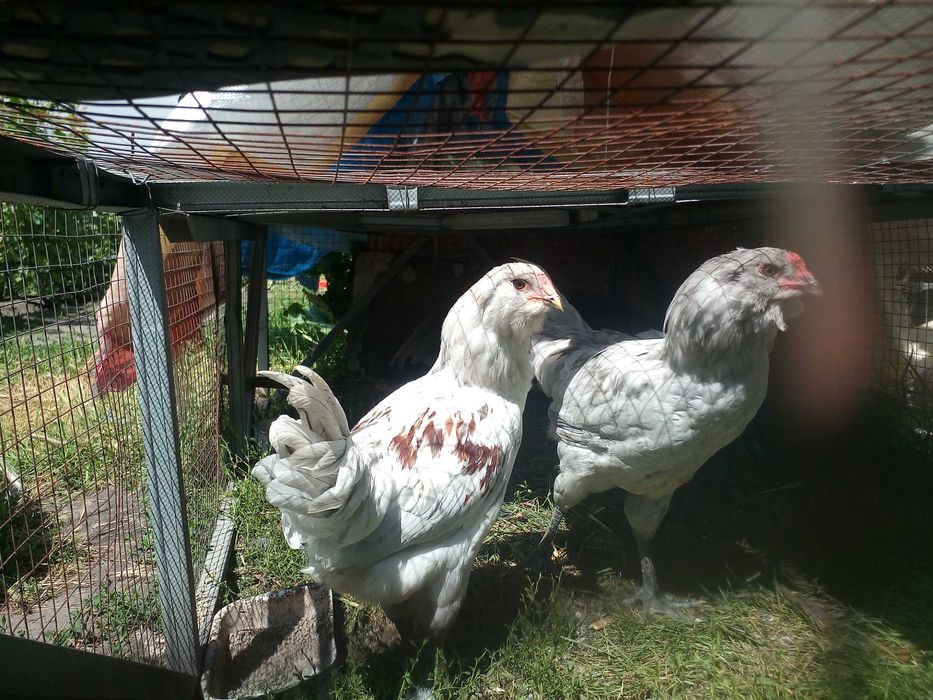 Петушки амераукана