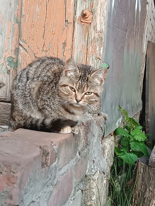 Вітдам у добрі руки