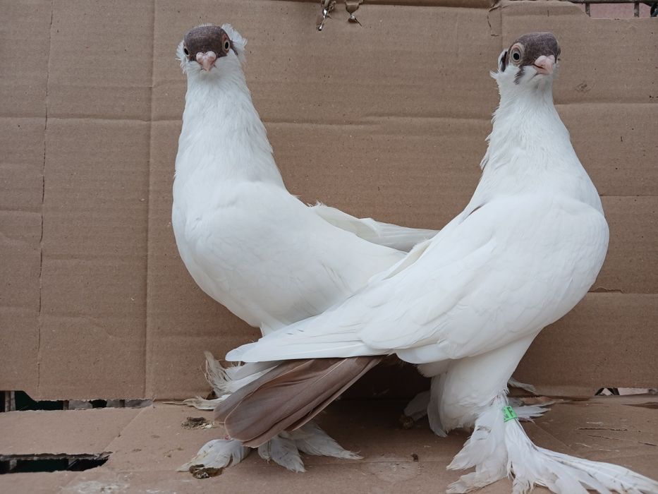 Gołębie krymki białostockie 2025