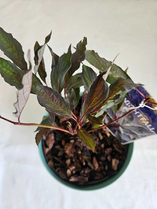 Dereń biały Nightfall czarny 40cm C2 – krzew ozdobny + nawóz gratis