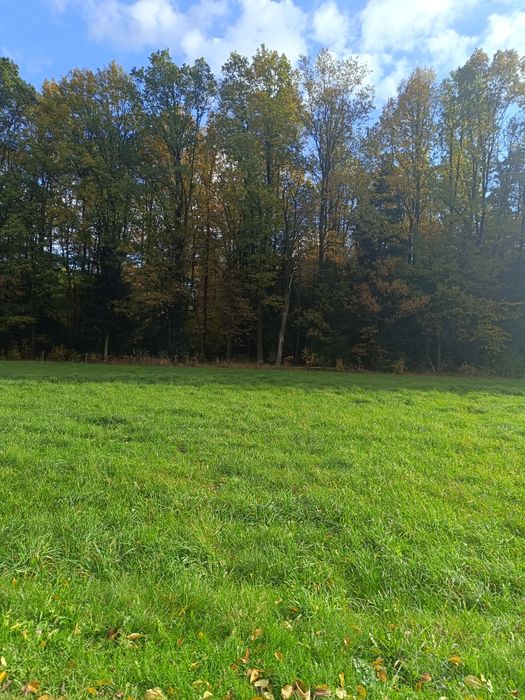 Sprzedam dużą działkę z lasem