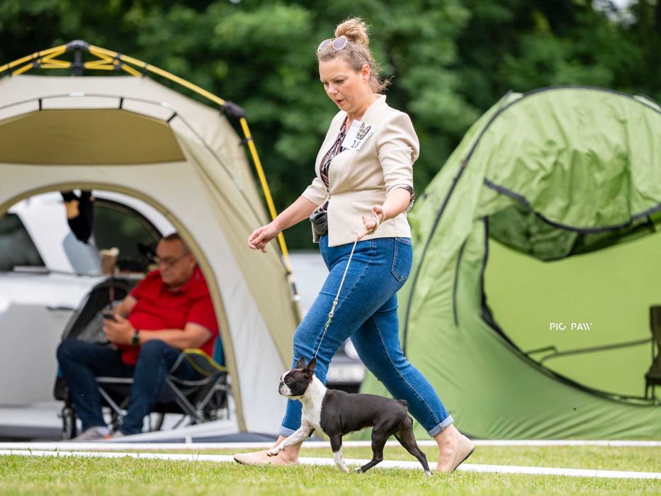Boston Terrier - Planowane Mioty- Listopad 2025- ZKwP/FCI o/Wrocław